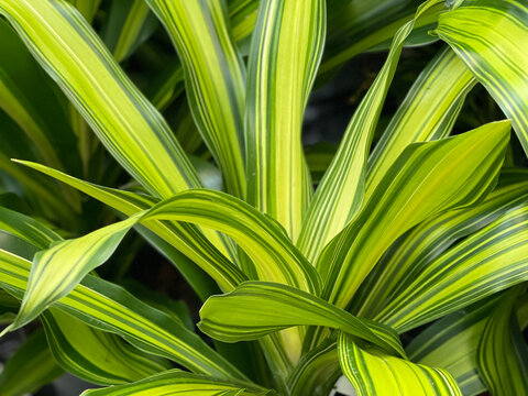 tropical Dracaena fragrans Charley Kopf plants on display for sale in garden center, bright green zebra leafs indoor houseplant, air cleaner plant