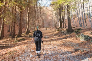 Fototapeta premium Amidst the golden leaves carpeting the forest floor, a hiker traverses a quiet path, surrounded by tall trees. The serene atmosphere invites exploration and reflection