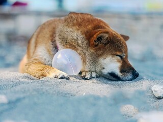 Adorable red Shiba Inu dog relaxing on a sandy beach in summer, playfully resting next to a ball. High-quality, pet-friendly image perfect for vacation, outdoor, or lifestyle projects. Copy space.