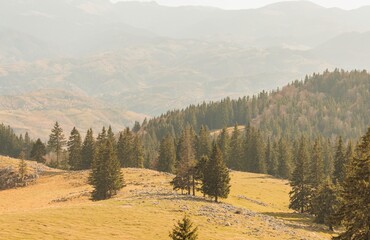 A tranquil landscape showcases a rolling hillside bathed in warm sunlight, adorned with tall evergreen trees and majestic mountains in the far distance creating a serene atmosphere