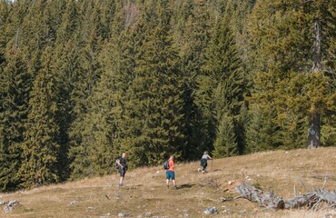 Three hikers explore a tranquil forest, surrounded by tall conifer trees. The sun shines brightly, enhancing the peaceful atmosphere of their outdoor adventure