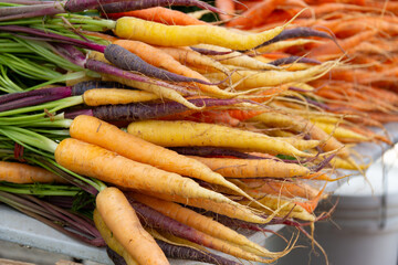 bunch of differently coloured heritage carrots