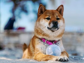 Adorable red Shiba Inu dog relaxing on a sandy beach in summer, playfully resting next to a ball. High-quality, pet-friendly image perfect for vacation, outdoor, or lifestyle projects. Copy space.