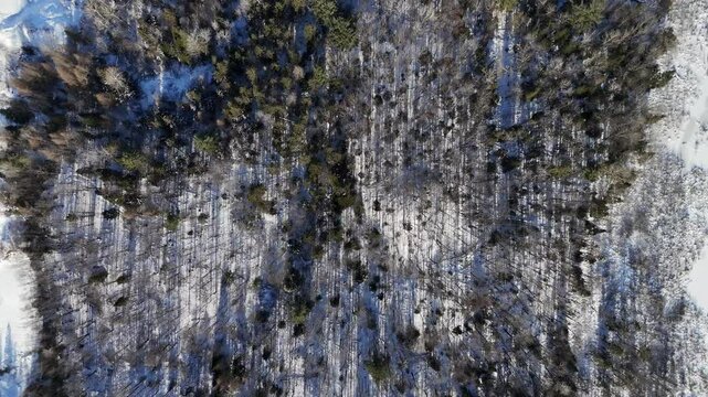 Winter forest top down scrolling. Long shadows.