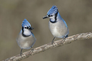 Blue jays in winter
