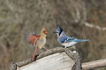 Blue jay and Female Cardinal dominance display, fighting near the birdfeeder on winter day