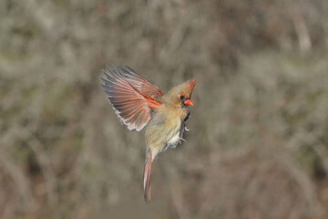 Female Northern Cardinal fying in winter past a forested area
