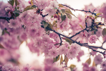 Sakura flowers blooming, spring seasonal Easter background