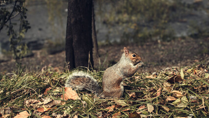 Ardilla en Central Park