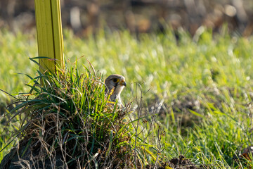 Curious Kestrel Peeking Through Grass in a Field