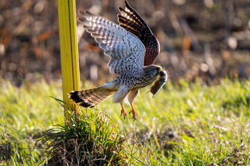 Bird of Prey Holding a Mouse in Its Beak in the Wild