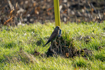 Bird of Prey Holding a Mouse in Its Beak in the Wild