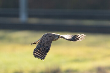 Kestrel in Flight Over Sunlit Field