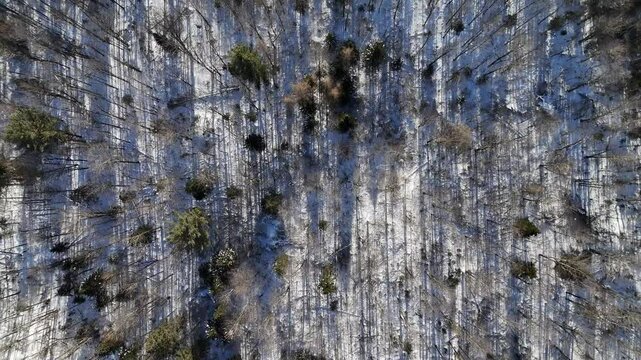 Winter forest top down scrolling. Long shadows.