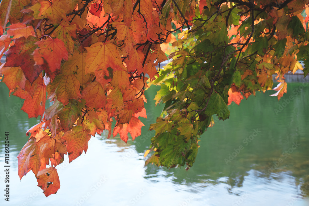 Poster a autumn tree with orange leaves is in front of a body of water. the leaves are vibrant and colorful