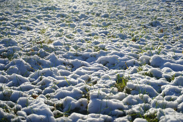 Fototapeta premium A serene winter landscape showcases a blanket of snow covering the ground, with hints of grass peeking through, creating a peaceful scene