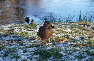 A duck is on a snowy bank near a calm pond while other ducks swim in the background, showcasing a peaceful winter scene