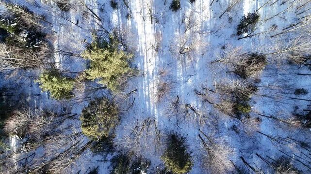 Winter forest top down scrolling. Long shadows.
