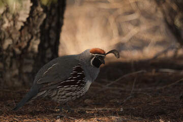 Gambels Quail looking for food on an early morning in the Mojave Desert.