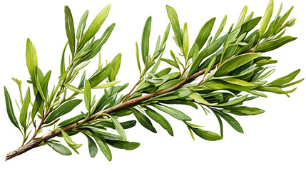 Obraz premium Watercolor illustration of a rosemary branch, showcasing fine green leaves and artistic texture, isolated on transparent background.