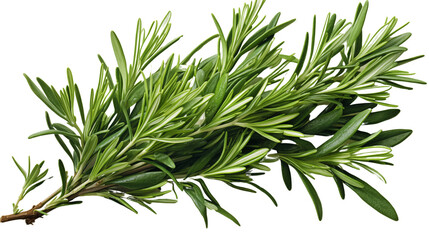 Fototapeta premium Artistic watercolor of rosemary sprigs with delicate green leaves, perfect for culinary visuals, isolated on transparent background.
