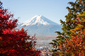 Mount Fuji, Japan - November 22 2024: The famous fuji mountain in during clear morning daylight with red autumn japanese maple leaves and no clouds. beautiful scenery famous travel vacation place