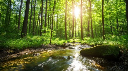 Fototapeta premium Sunlit forest with tall trees and lush greenery, creating a peaceful atmosphere.