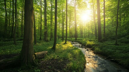 Obraz premium Sunlit forest with tall trees and lush greenery, creating a peaceful atmosphere.