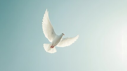 Fototapeta premium White Dove Soaring Through A Clear Sky