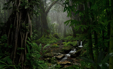 Nepal Rain forest