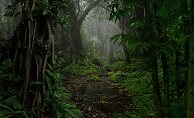 Nepal Rain forest