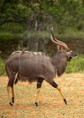 Nyala male from South Africa strutting in habitat. His yellow legs are visible, and he has huge horns. He is walking by a river with green foliage and yellow grass. Theres an oxpecker on his back. 
