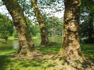 trees in the park