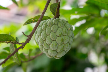 Close-up of green custard apple hanging on a tree branch with lush foliage in the background.