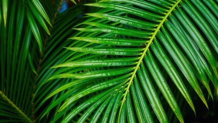 Close up of a textured palm leaf, showcasing its natural green tropical beauty, close up, foliage, vibrant