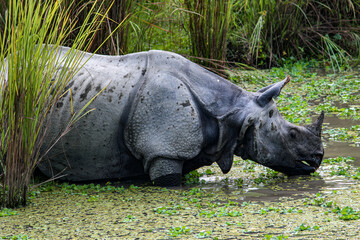 Fototapeta premium rhino in the wild
