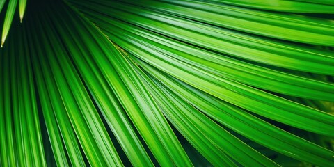 Close-up of a vibrant palm leaf, showcasing its intricate texture and vivid green hues, tropical, texture, pattern