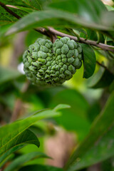 Close-up of green custard apple hanging on a tree branch with lush foliage in the background.