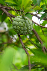 Close-up of green custard apple hanging on a tree branch with lush foliage in the background.