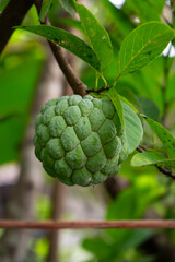 Close-up of green custard apple hanging on a tree branch with lush foliage in the background.