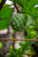 Close-up of green custard apple hanging on a tree branch with lush foliage in the background.