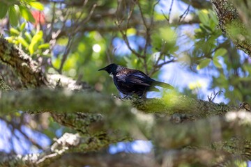 Close-up of a New Zealand tui perched on a pohutukawa tree branch. Beautiful detail of the bird's plumage. Devonport, Auckland, New Zealand