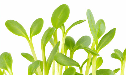 Fototapeta premium Vibrant close-up of fresh cress sprouts, showcasing their bright green leaves and delicate stems against a clean white background. Ideal for healthy eating, spring, and growth themes.