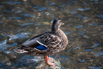 A beautiful female mallard duck stands gracefully on a rock in the middle of a flowing river. 