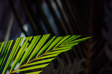 palm leaves with neat and nice stems on a black background