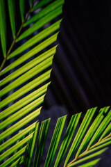 palm leaves with neat and nice stems on a black background