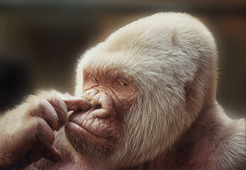 Curious albino gorilla picking its nose with finger