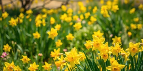 Obraz premium Vibrant daffodil flowers blooming in a vast field during springtime, nature, flowers