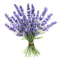 Naklejka premium bunch of lavender
