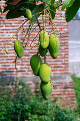 bunches of young, still green mangoes against a wall in the background